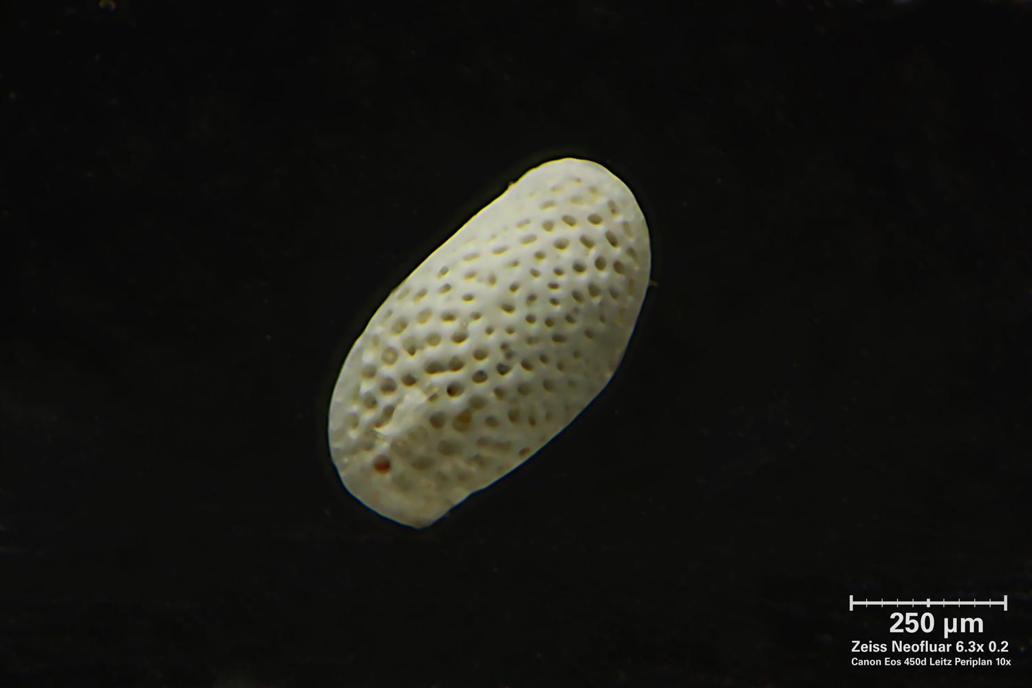 Foraminiferi